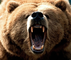 Niedźwiedzia, Paszcza