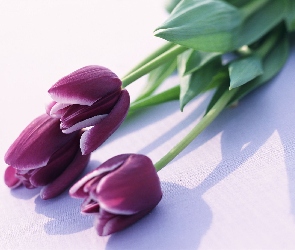 Fioletowe, Tulipany, Trzy