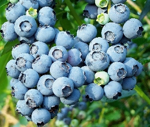 Kiść, Borówek
