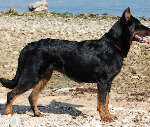 Owczarek francuski Beauceron, kamienie