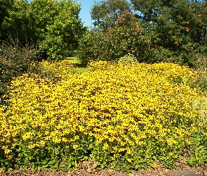 Kwitnące, Rudbekie