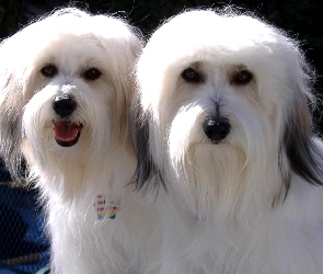 Dwa, Coton de Tulear