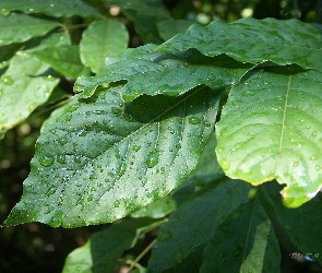 Zielone, Deszczu, Krople, Liście