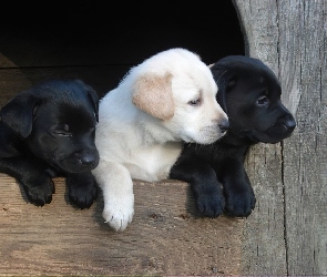 Szczeniaki, Labrador Retriever, Trzy