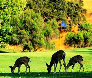 Pole Golfowe, Jelenie i podobne