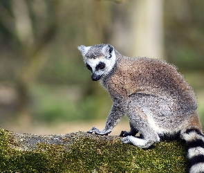 Lemur, Kita, Pasiasta