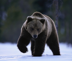 Zima, Niedźwiedź