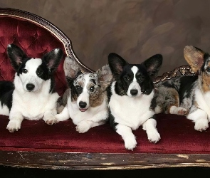 psy, Welsh corgi cardigan, cztery