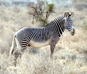 Zebra, trawy, drzewo