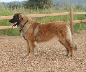 drewniane, ogrodzenie, Leonberger