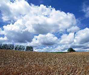 Łany, Zboża, Pole