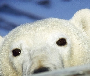 Polarny, Pyszczek, Niedźwiedź