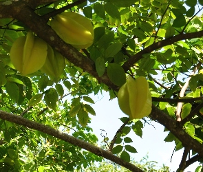 Averrhoa carambola