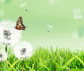 Motyl, Grafika 2D, Dmuchawce