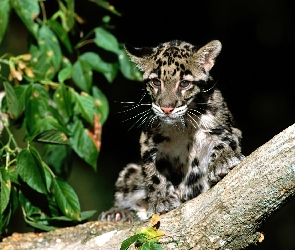 Ocelot