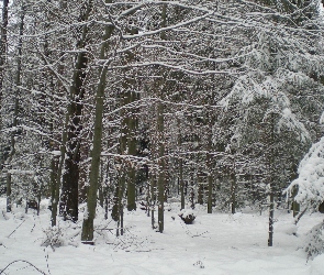 Las, śnieg
