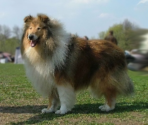 Collie, Długowłosy