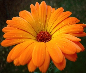 Pomarańczowa, Gerbera