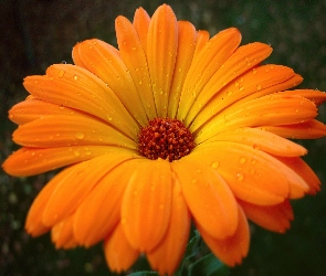 Gerbera, Pomarańczowa