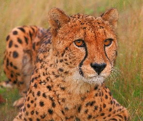 Gepard, Drapieżny