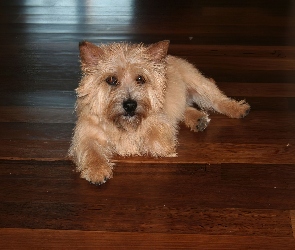 Norwich terrier