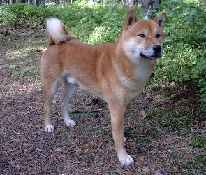 Shiba inu