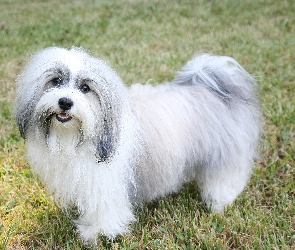 biało-szary, Hawańczyk