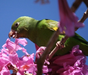 Kwiaty, Papuga