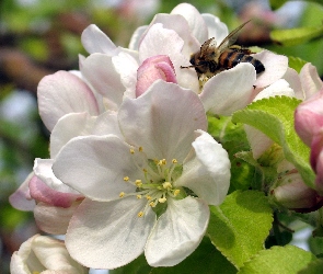 Jabłoni, Pszczoła, Kwiat