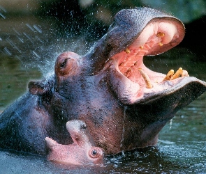 Hipopotamy, Paszcza, Kły