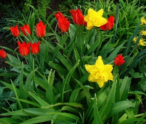 Żonkile, Ogród, Tulipany