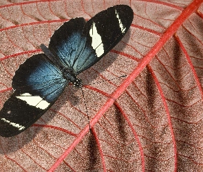 Biały, Motyl, Czarno