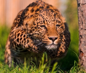 Skok, Pantera