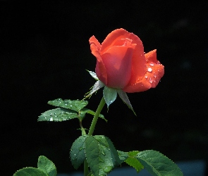 Krople, Rosy, Róża