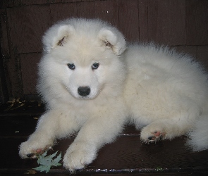 szczeniak, Samojed, słodki