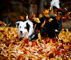 Jesień, Zabawa, Pies