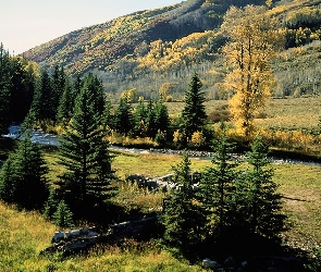 choinki, łąka, Góry, Krzew