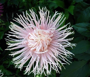 Jasnoróżowy, Aster