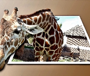 Żyrafa, 4D