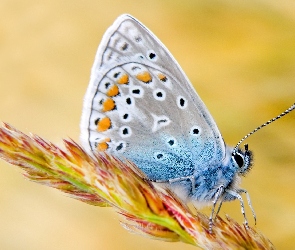 Modraszek ikar, Samica, Motyl