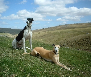 dwa, łąka, Greyhoundy