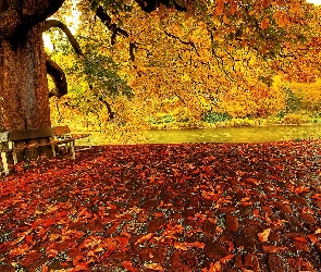 Liście, Ławka, Jesień