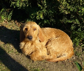 skulony, Basset Fauve de Bretagne