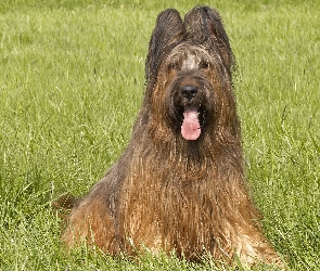 Owczarek francuski Briard