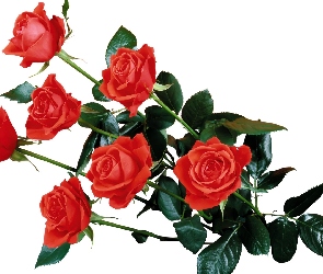 Bukiet, Róże