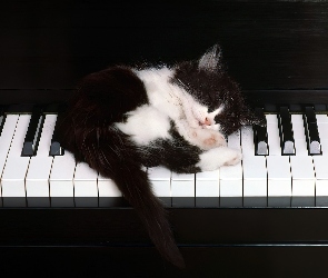 Fortepian, Kotek, Słodki, Śpiący