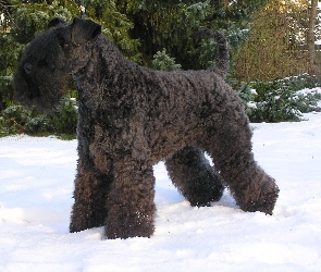 Kerry blue terrier, śnieg