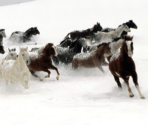 Koni, Śnieg, Stado