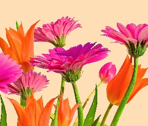 Kwiaty, Gerbery