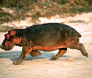 Mały, Hipopotam